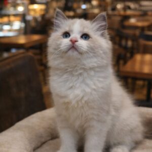 布偶貓（公）｜藍雙色