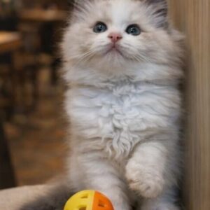 布偶貓（母）｜藍雙色