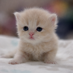 英國短毛貓（公）｜奶油漸層