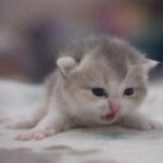 ChatGPT Image 2026年1月19日 上午05_52_23