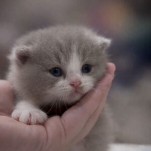 英國短毛貓（公）｜紫丁香賓士(已有家)