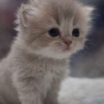 ChatGPT Image 2026年1月19日 上午06_12_46