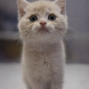 英國短毛貓（母）｜奶油漸層