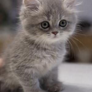 英國長毛貓（母）｜淺藍漸層