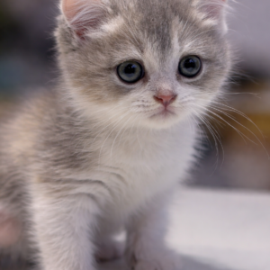 英國短毛貓（母）｜淺三花