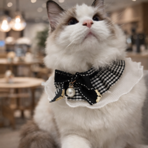 布偶貓（公）｜海豹雙色