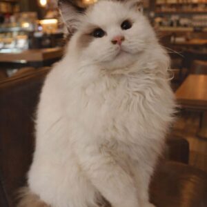 布偶貓（母）｜海豹雙色｜波斯臉