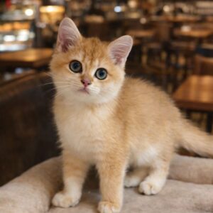 英國短毛貓（母）｜金漸層