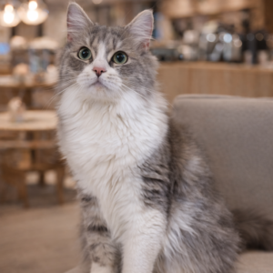 英國長毛貓（公）｜藍金加白