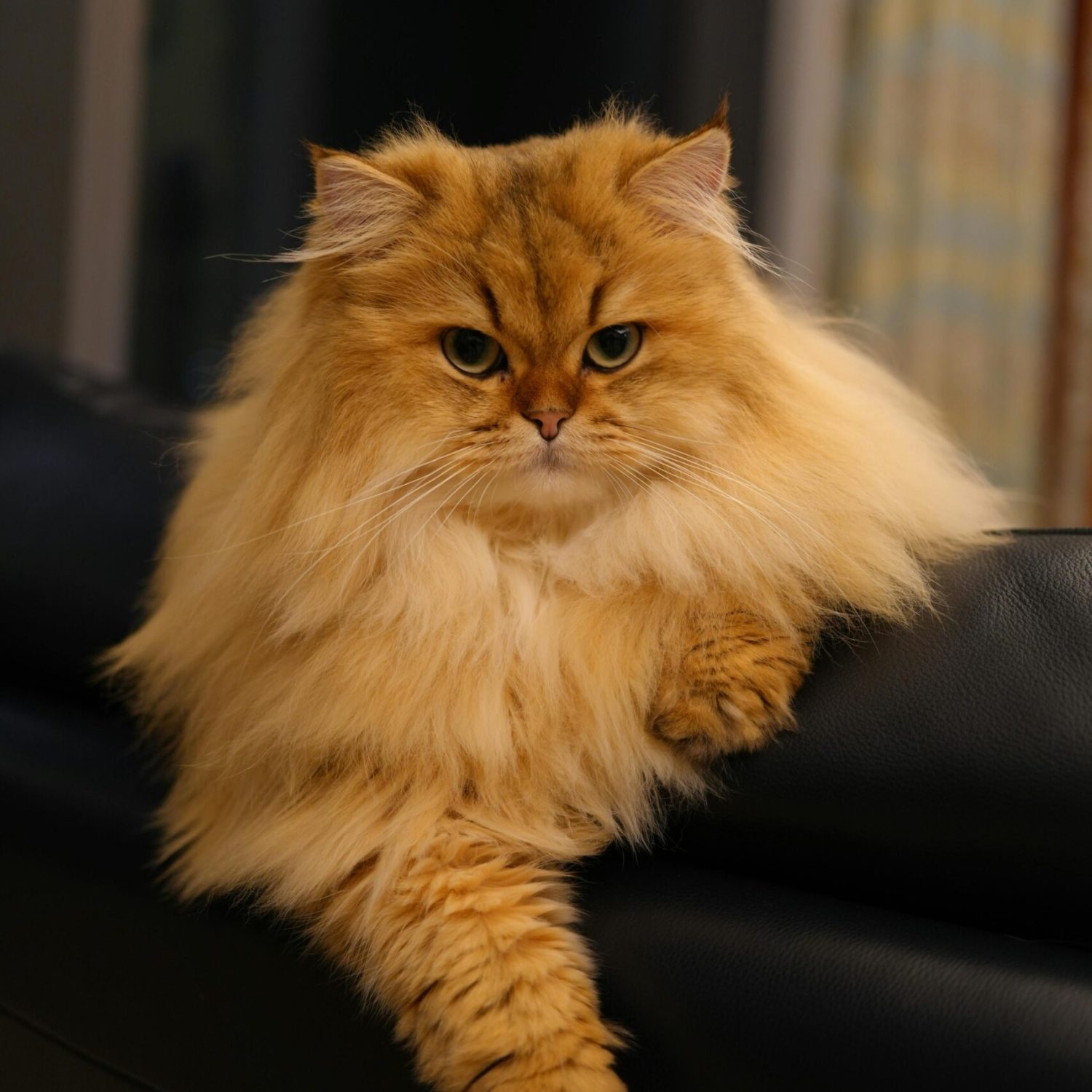 pexels-lance-zhang-2152220843-35457895